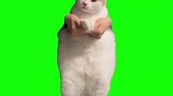 Cat Dancing to EDM | Green Screen #cat #catmeme #dance #dancing #meme #memes #viral #fyp