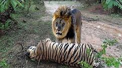 Lion VS Tiger - Tiger VS Lion Real Amazing Comparison! - Blondi Foks