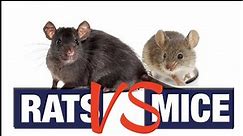 Rats VS Mice