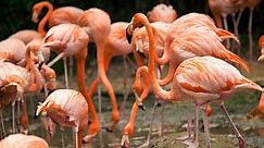 Did You Know That Pinker Flamingos Are More Aggressive Than Pale Flamingos?