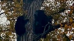 Bear family scales tall tree with ease