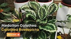 Calathea Roseopicta | Care and Growing Guide for Medallion Calathea