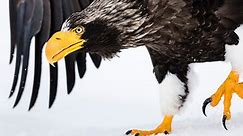 9 of the Largest Eagles in the World