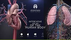 ANATOMYKA app - now available for Android, iOS, Windows & macOS