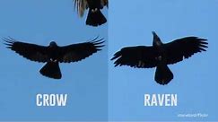 UVM 101: Crow or Raven?