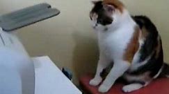 cat vs printer with sound effect