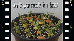 Grow Carrots. How to sow and grow carrots in a bucket. Grow Vegetables