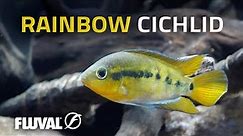 Species Spotlight | Rainbow Cichlid