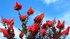 Carmine Crape Myrtle, Lagerstroemia indica, San Marcos, California