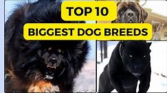 Meet the Top 10 Biggest Dog Breeds in the World 🐾