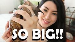 GIANT African Land Snail! | Baby Snails | My Pet Snail