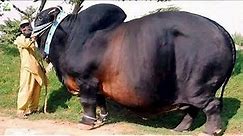 Incredible Biggest Cow in The World - Biggest Cow Farm - Raise & Harvest Giant Cow