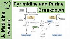 Purine and Pyrimidine Catabolism Pathway - Nucleotide Breakdown - Biochemistry Lesson
