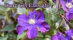 Keep Clematis Blooming, Tips for Encouraging More Flowers!