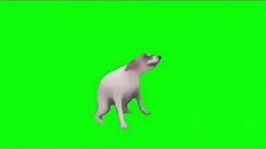Dancing Dog Green Screen Meme Template (Without Watermark) | No Copyright