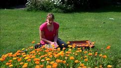 Elizabeth Whiter explains the uses of Marigold (Calendula officinalis) with Animals