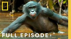 Rainforest Queens: Bonobo Survival (Full Episode) | Queens