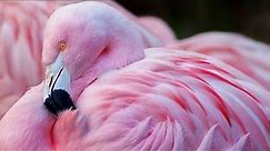 This is where flamingos get their pink color | Weird flamingo facts / why are flamingos pink