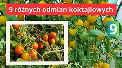 Koktajlowe odmiany pomidorów warte uwagi
