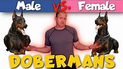 Male vs. Female Dobermans: How They Are Different