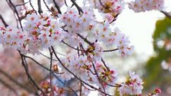 Cherry Blossoms Arrive Early In Japan, Here’s Where to See Them In a City Near You