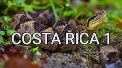 Behind the scenes - herping Costa Rica 1, snakes, venomous Terciopelo, Jumping pit viper