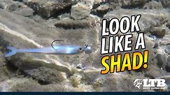How To Fish Shad Baits | Lucky Tackle Box Tips