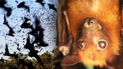 Why Bats Are Vital to the Existence of Fruit, Coffee and Chocolate