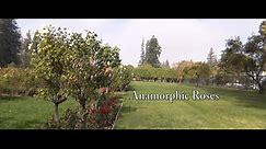 Anamorphic Roses