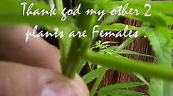 Detecting female & male marijuana plants - video Dailymotion