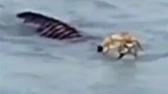 Video of Royal Bengal Tiger Swimming Across Brahmaputra River Went Viral
