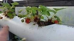 Growing Strawberries in a Hanging 4 Inch PVC Drain Pipe