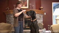 US Great Dane is Guinness World Record holder for tallest dog