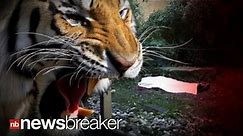 HORRIFYING: Zookeeper Mauled by Siberian Tiger; Zoo Visitors Witness Incident - video Dailymotion