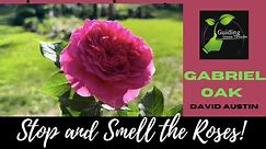 Gabriel Oak David Austin Rose Blooming (along with my craziness) // Take Time and Smell The Roses