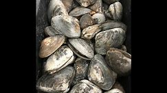 How to make salted clams for bait fishing