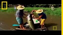 Monster Fish of the Amazon | National Geographic