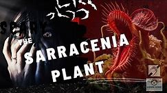 The Enigmatic #carnivore : the #sarracenia's #plants Sinister Secret