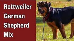 Rottweiler German Shepherd - Mix - In Depth Guide