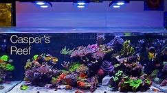 Casper's Reef @ Worldwide Corals 4K Tank Tour