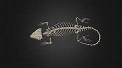 Cordylus namakuiyus skeleton - 3D model by Blackburn Lab (@ufherps)