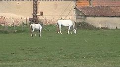 Cronat : une centaine de chevaux saisis aux Haras de la Baulme