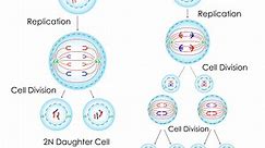 Mitosis vs Meiosis: What Are the Main Differences?