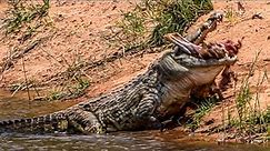Kruger National Park, Sabie River: MONSTER Nile CROCODILE Impala HUNT, FULL Scene