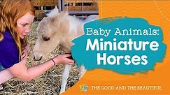 Baby Animals | Miniature Horses | The Good and the Beautiful
