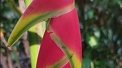 The Secret Life of Heliconia Rostrata's Lobster Claw #shorts #flowers #relaxing