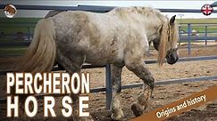 PERCHERON HORSE, the most exported draft horses in the world, ORIGIN OF THE BREEDS
