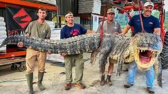 14-Foot Long, 800-Pound Gator Captured in Mississippi