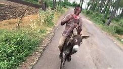 Riding a Foal (baby donkey) in an Indian village, villagers enjoying and practcing in farms