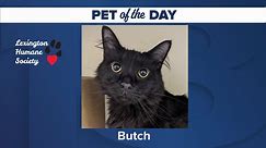 Pet of the Day: Butch